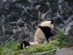 -都江堰中华大熊猫苑