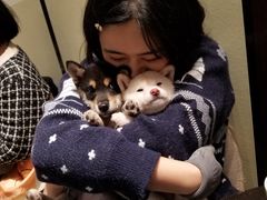 -逗柴咖啡屋·狗咖猫咖宠物桌游