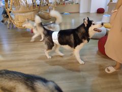 -Husky Go! 哈士奇体验馆·宠物咖啡厅狗咖