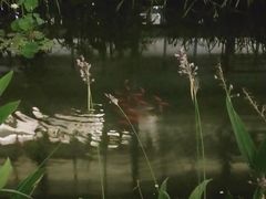 -活水公园