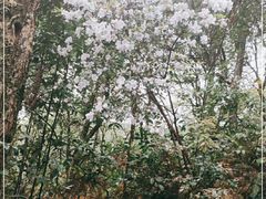 -石台牯牛降景区