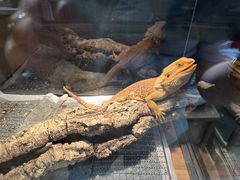 -酷以爬仙阁实体爬宠店·守宫·蜥蜴·专业繁育