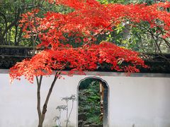 -秋霞圃