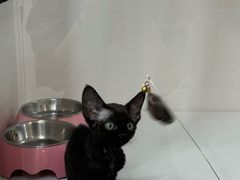 -青奢宠物·青奢猫舍