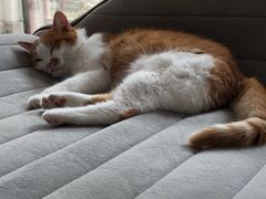 -北京赛佳动物医院