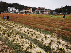 -红山村