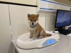 -萌兽医馆·犬猫专科·眼科中心·宠物医院(朝阳门分院)