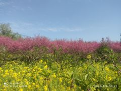 -南汇桃花村