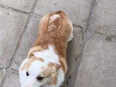 -北京京卫宠物寄养训练中心