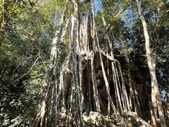 -中国科学院西双版纳热带植物园