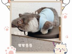 -飞行喵MR PILOT|猫舍·猫咖(静安大融城店)