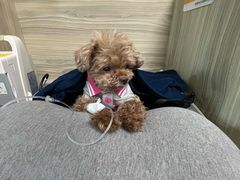 -纳吉亚猫专科动物医院(康都外科中心)