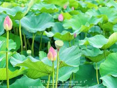 -荷塘月色湿地公园·向阳花洲