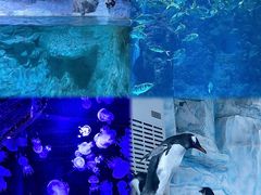 -海合安青岛极地海洋公园