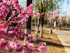 -永定河休闲森林公园