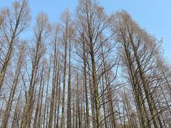 -上海共青森林公园