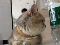 -瑞鹏宠物医院(大运分院)