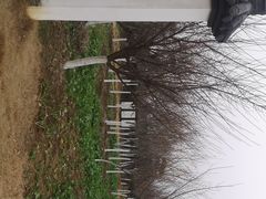 -武汉紫薇都市田园