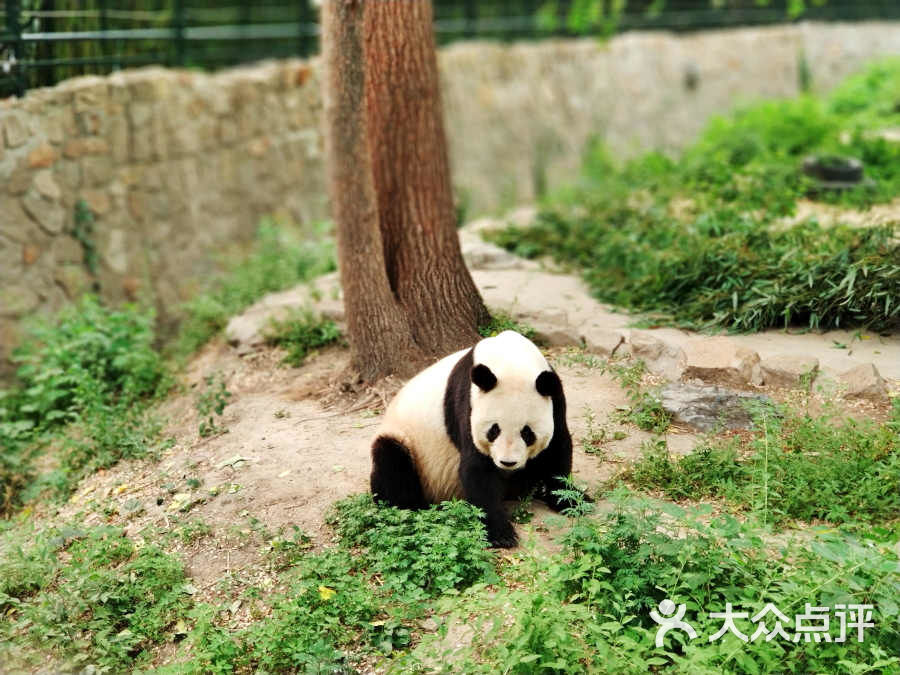 北京動物園