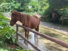 -海南热带野生动植物园
