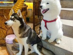 -more than meow吴止猫主题餐厅(承德 中船汇店)