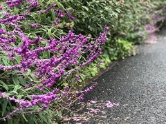 -上海滨江森林公园