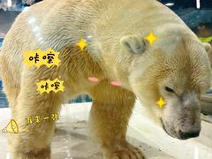 -大连圣亚海洋世界