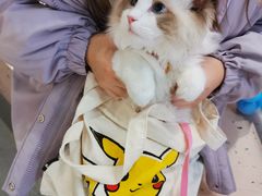 -申普宠物医院·心脏介入·心血管微创(总院)