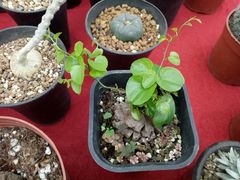 -龙大花卉苗木市场