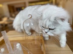 -猫腻·猫咖·撸猫馆(星光大道店)