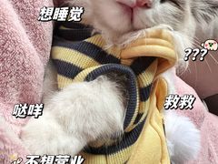 -lincat·猫舍(广州店)