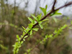 -桤木河湿地公园