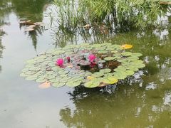 -莲花池公园