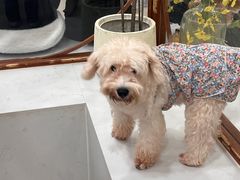 -共舞时光猫咖·狗咖(新街口店)