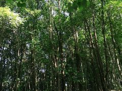 -三门江国家森林公园