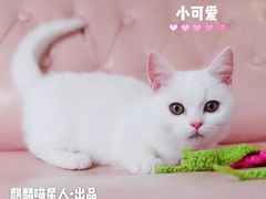 -70cat德文卷毛猫·缅因猫纯种猫舍