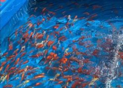 -萌宠亲子动物乐园(槐房万达店)