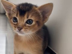 -猫十亿·布偶金渐层·曼基康矮脚猫舍(青年路店)