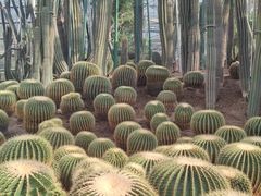 -南山植物园