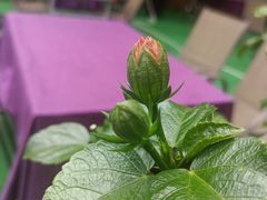-万柳阁小馆·花园餐厅(龙潭湖店)
