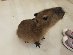 -Moni星球萌宠·小马宝莉·灵蛇·高端高阶全萌宠互动体验俱乐部(红豆国际广场店)