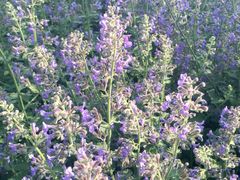 iphone_upload_pic-永定河休闲森林公园