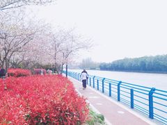 -高东镇樱花园