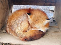 -宫城藏王狐狸村