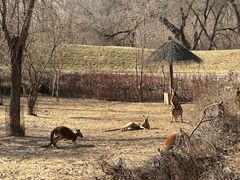 -北京野生动物园
