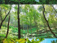 -广州市石门国家森林公园
