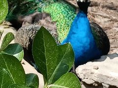 -燕塞湖鸟语林景区