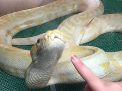 -上海大自然野生昆虫馆(东方明珠·爬宠昆虫探索中心)