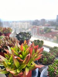 -丽心自助美甲美睫