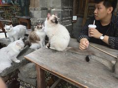 -喵屿·大理花园猫咖